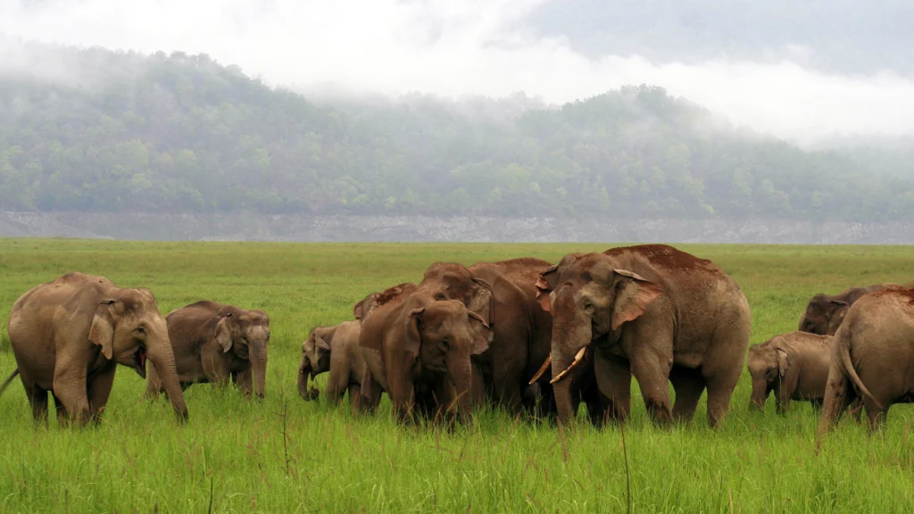 jungle safari in uttarakhand